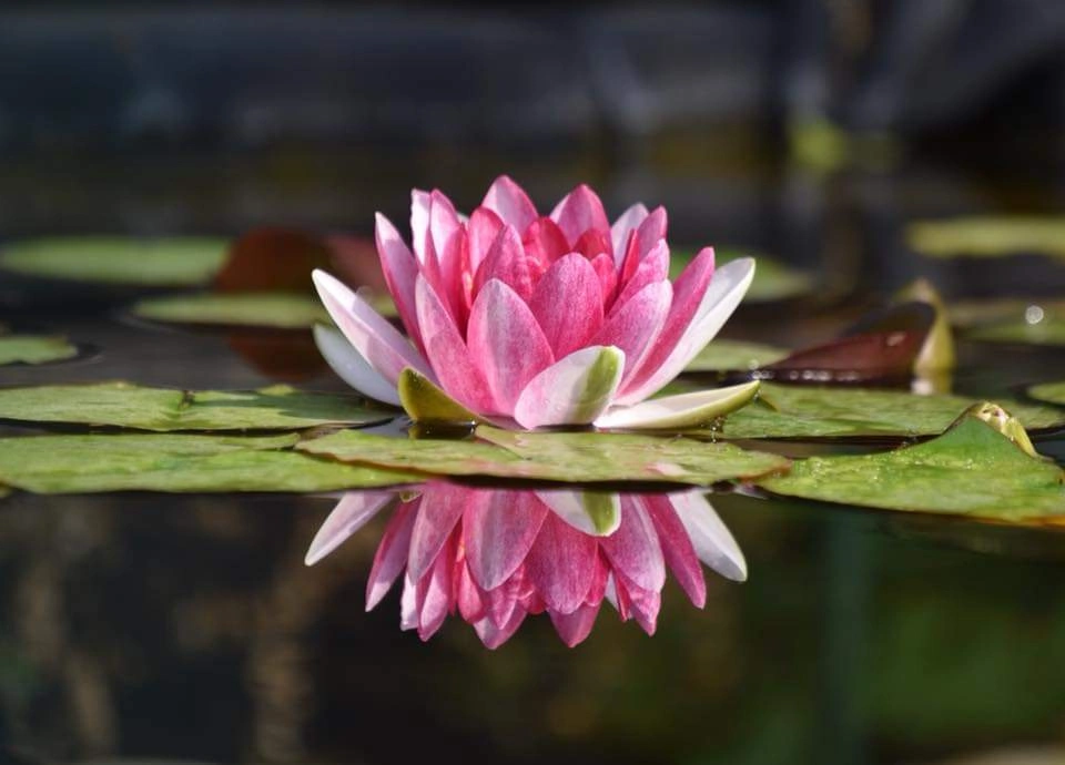 What does to fail even mean?