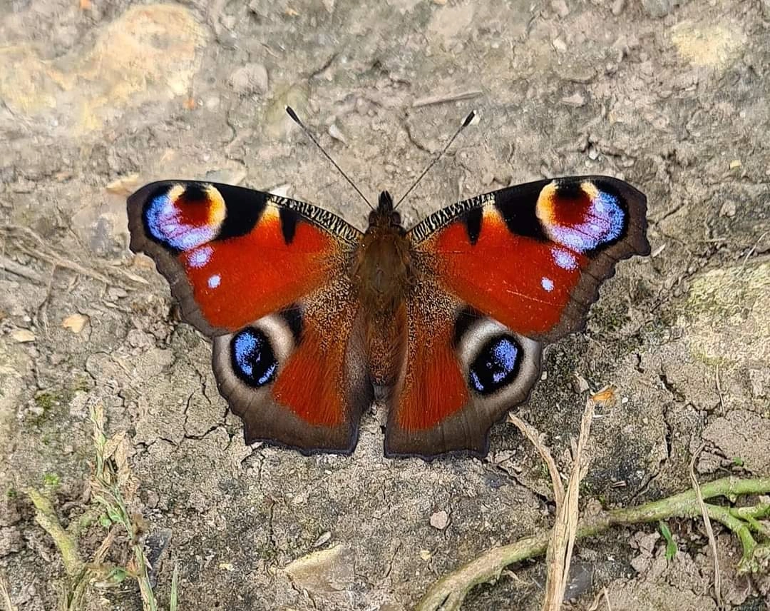 Red-and-black-butterfly