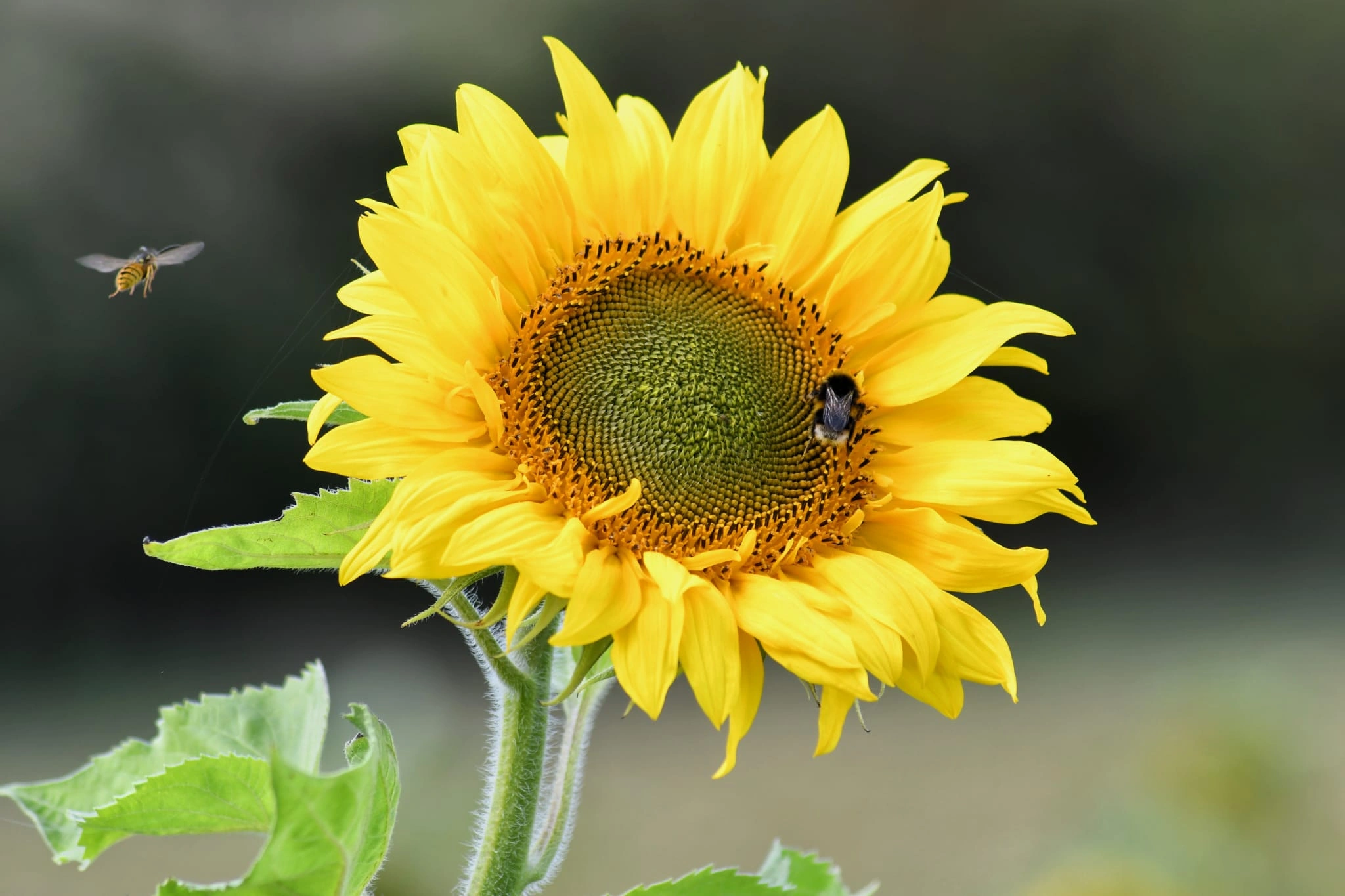 Sunflower-bees