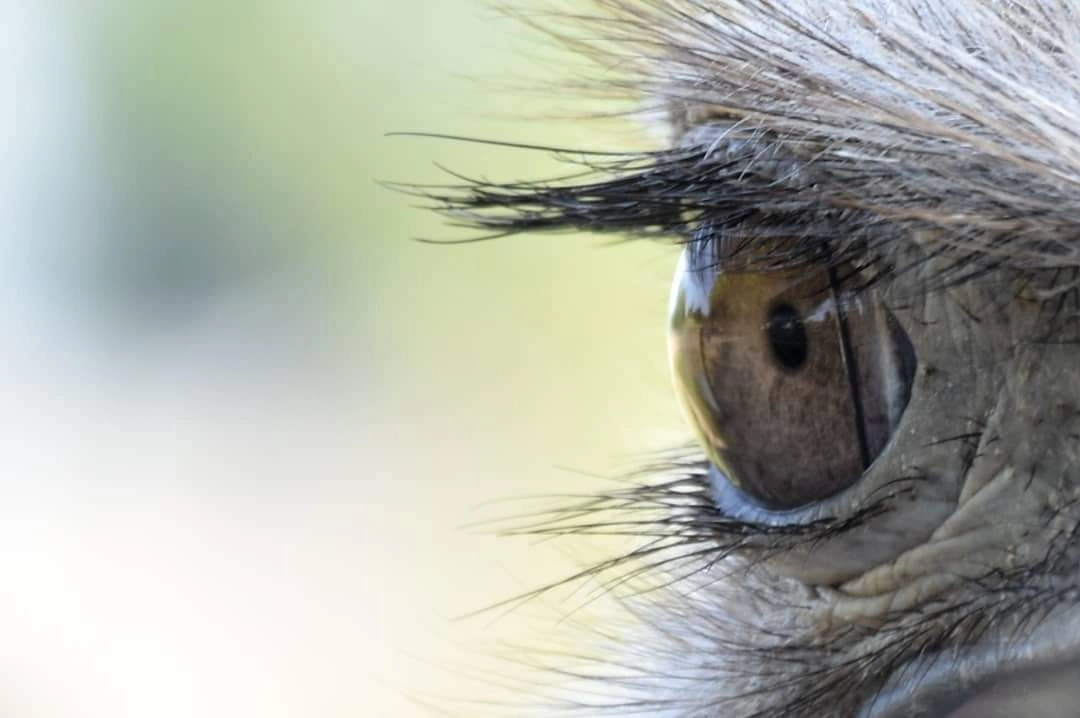 Male Psychological Health